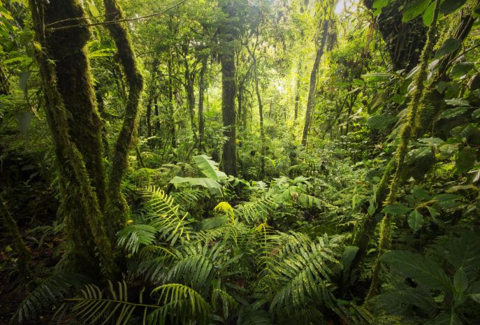 Cloud forest from Costa Rica