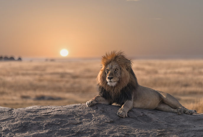 safari de lujo viaje tanzania y zanzibar