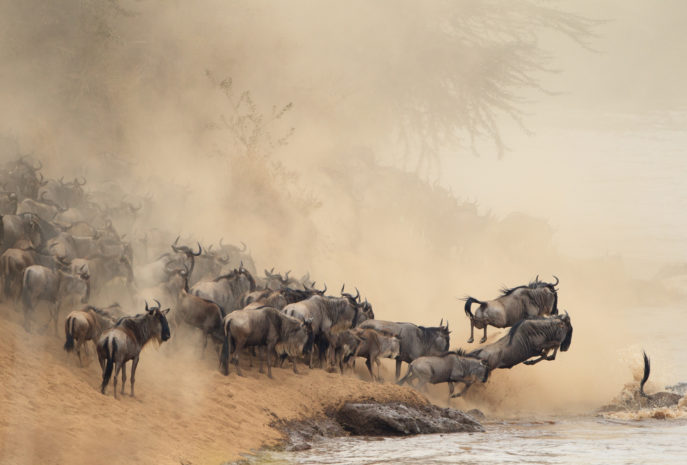 Distance view of migration of a herd of horses