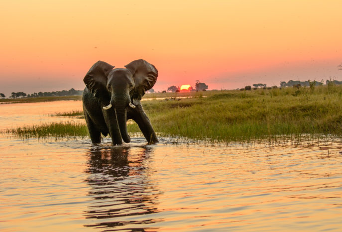 viaje de lujo a medida a botswana
