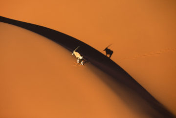 Vieja de Lujo a Namibia - Orix sobre dunas del Namib