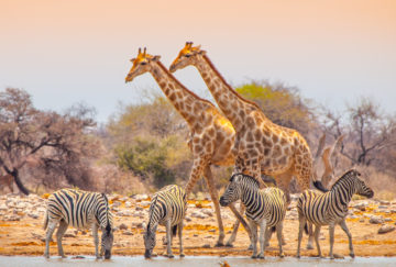 Viaje de lujo a Namibia - Fauna Etosha